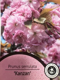 Dekoratyvinis medis, sakura "Kanzan", ant stiebo, vazonėlio skersmuo 23 cm.