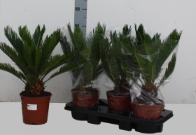 Kambarinis augalas, cikas, vazonėlio skersmuo 19 cm.