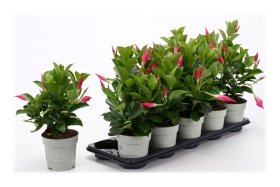 Vijoklinis augalas, mandevila "Rio Petit Allure", vazonėlio skersmuo 10 cm.
