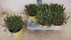 Kambarinis augalas, lamprantas "Roseus", vazonėlio skersmuo 14 cm.