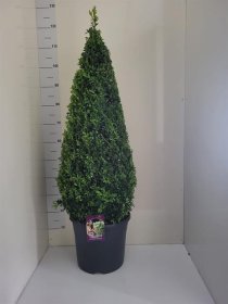 Dekoratyvinis krūmas, buksmedis, piramidės formos, vazonėlio skersmuo 31 cm.