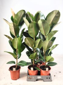 Kambarinis augalas, fikusas „El Robusta“, vazonėlio skersmuo 19 cm