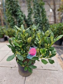 Dekoratyvinis krūmas, rododendras "Nova Zembla", vazonėlio skersmuo 50 cm.