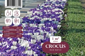 Krokų svogūnėlių rinkinys Blue Blend, 40 vnt., Landscape Bag, 80982707, (R)