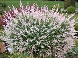 Dekoratyvinis medis, gluosnis "Hakuro Nishiki", vazonas 4 l.