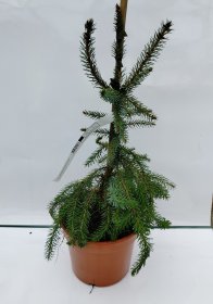 Spygliuotis, eglė "Pendula Bruns", vazonas 3 l.