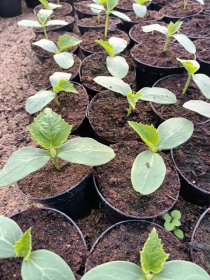 Daržovių sodinukai, agurkai "Lungo Verde", ilgavaisiai,  vazonėlio skersmuo 10 cm.