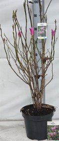 Dekoratyvinis medis, magnolija "Susan", vazonėlio skersmuo 26 cm.