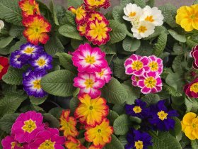 Kambarinis augalas, raktažolė paprastoji, vazonėlio skersmuo 10 cm.