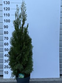 Spygliuotis, tuja vakarinė "Smaragd", aukštis 130 cm., vazonėlio skersmuo 23 cm.