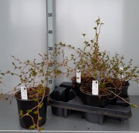 Dekoratyvinis krūmas, stefanandra karpytalapė, vazonėlio skersmuo 15 cm.