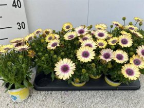 Vienmetė gėlė, kaulasėklis, vazonėlio skersmuo 11 cm.