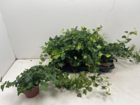 Kambarinis augalas, gebenė "Wonder", vazono skersmuo 13 cm.