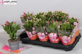 Kambarinis augalas, tikrasis plokštenis, vazonėlio skersmuo 11 cm.