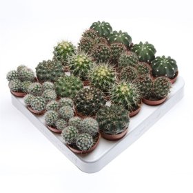 Kambarinis augalas, kaktusas, vazonėlio skersmuo 5,5 cm.