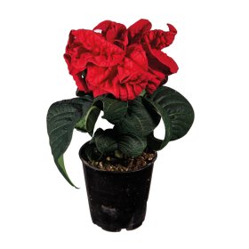 Kambarinis augalas, puansetija Valentino, vazonėlio skersmuo 6 cm.