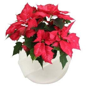 Kambarinis augalas, puansetija, vazonėlio skersmuo 10,5 cm.