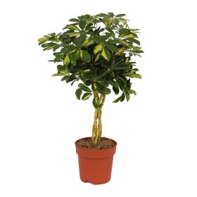 Kambarinis augalas, nėrūnė (Schefflera), pintu kotu, aukštis 85 cm., vazonėlio skersmuo 21 cm.