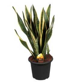 Kambarinis augalas, sansevjera, vazonėlio skersmuo 22 cm.