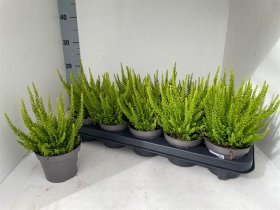 Vienmetis augalas, viržis "Skyline Gem", vazonėlio skersmuo 11 cm.