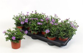 Vienmetė gėlė, brachikomė (darželinė trumpakuodė), vazonėlio skersmuo 10 cm.