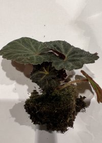 Vienmetės gėlės daigelis, begonija "Nonstop F1 Flame" FLORENSIS