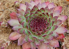 Alpinariumo augalas, perkunropė "Big Sam" (daugiametė), vazonėlio skersmuo 15 cm.