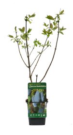 Vaiskrūmis, kamčiatkinis sausmedis, įvairios veislės, vazonėlio skersmuo 9 cm.