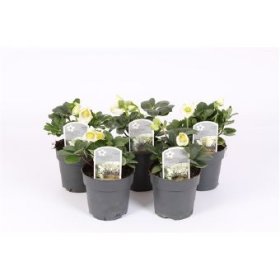 Daugiametė gėlė, eleboras, vazonėlio skersmuo 9 cm.