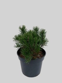 Spygliuotis, pušis kalninė "Pumilio", vazonas 3 l.
