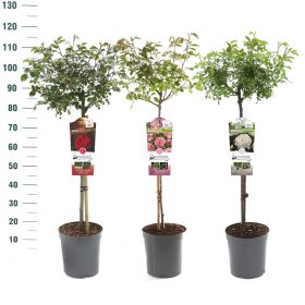 Daugiametė gėlė, rožė (Beet/Basic), įvairios, ant stiebo, vazonas 6 l.