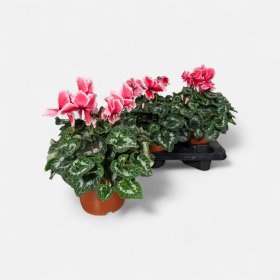 Kambarinis augalas, ciklamenas "Hal Cu Litch", vazonėlio skesmuo 17 cm.