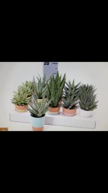 Kambarinis augalas, sukulentai, keraminiame vazonėlyje, vazonėlio skersmuo 7 cm.