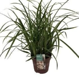 Žolinis augalas, viksva "Ice Dance", vazono skersmuo 17 cm.