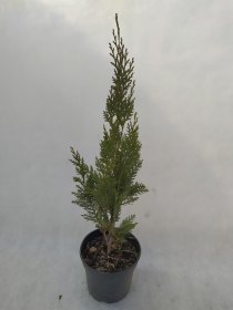 Spygliuotis, puskiparisis "Columnaris", vazonas 3 l.