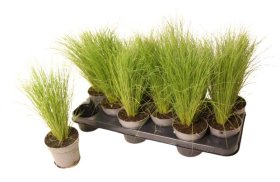 Žolinis augalas, ašuotė "Pony Tails", vazonėlio skersmuo 11 cm.