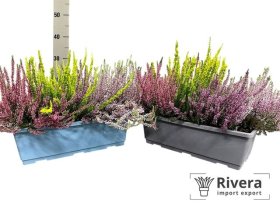 Vienmetis augalas, viržių kompozicija, plastikiniamė lovelyje, lovelio ilgis 40 cm.