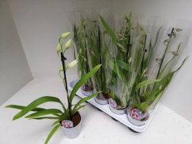 Kambarinis augalas, orchidėja (Phalaenopsis) "Miltonija", vazonėlio skersmuo 12 cm.