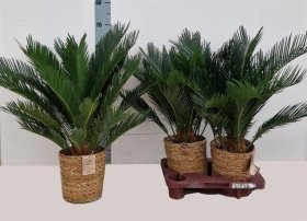 Kambarinis augalas, cykas, vazonėlio skersmuo 20 cm.