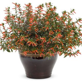 Vienmetė gėlė, kuprutė "Light my fire", vazonėlio skersmuo 11 cm.