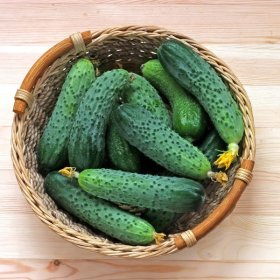 Daržovių sėklos, PROLINE agurkai Mirabelle H, 15 s., E