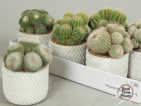 Kambarinis augalas, kaktusas, įvairūs, keraminiame vazonėlyje, vazonėlio skersmuo 14 cm.