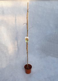 Dekoratyvinis medis, ginkmedis dviskiautis, aukštis 120-140 cm., vazonas 3 l.