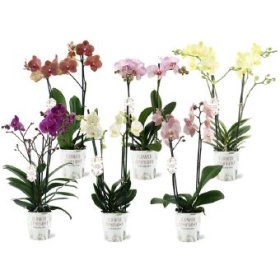 Kambarinis augalas, orchidėja (Phalaenopsis), įv. spalvų, vazonėlio skersmuo 12 cm.