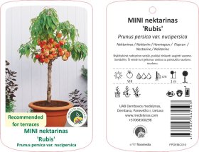Vaismedis, mini nektarinas "Rubis"