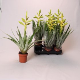 Kambarinis augalas, tilandsija "Oerstediana", vazonėlio skersmuo 12 cm.