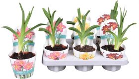 Daugiametė gėlė, viendienė, vazonėlio skersmuo 12 cm.