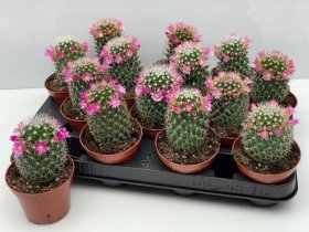 Kambarinis augalas, mamiliarija, vazonėlio skersmuo 9 cm.