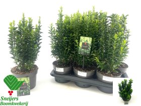 Dekoratyvinis krūmas, ožekšnis japoninis "Green Spire", vazonėlio skersmuo 17 cm.