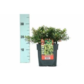 Dekoratyvinis krūmas, raugeriškis "Kobold", vazono skersmuo 17 cm.